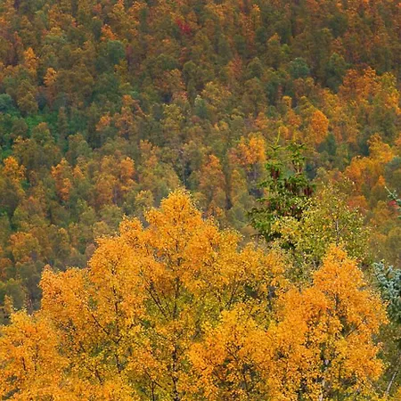 Сasa de vacaciones Senja - Cabin, Senja, Northern Norway *